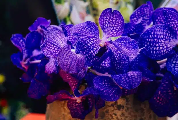 Orchidée Bleue