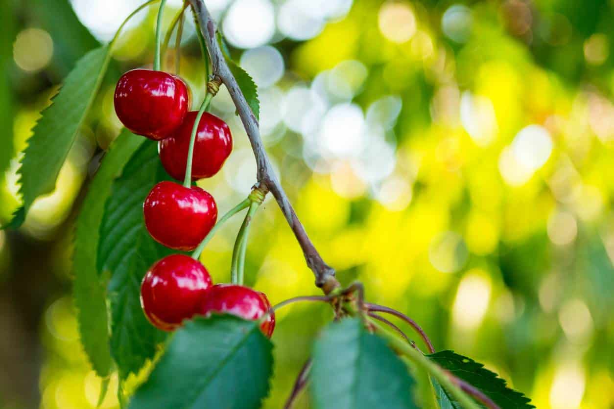 Quel produit pour traiter les arbres fruitiers ?